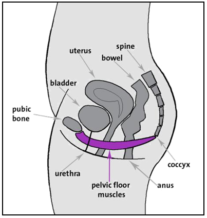 A diagram displaying the location of the pelvic floor.